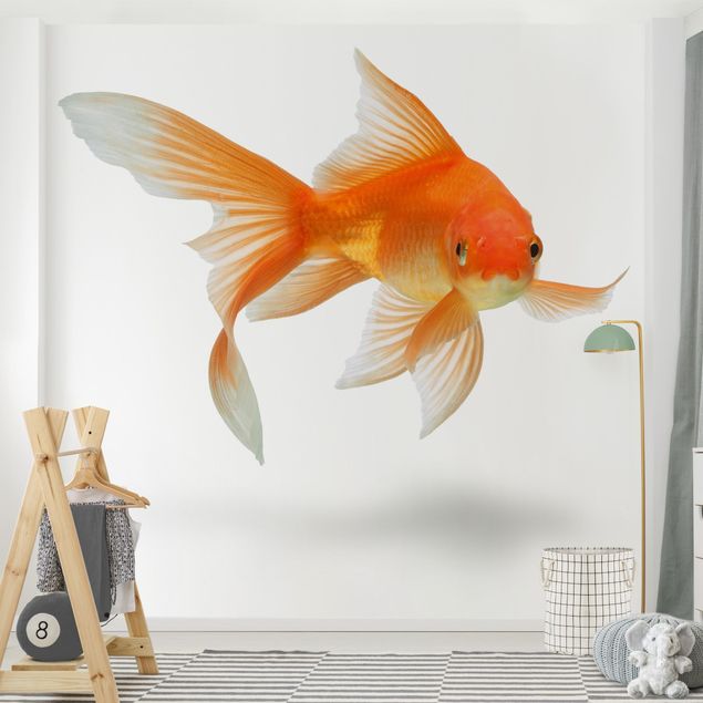 Wallpapers Goldfish Is Watching You