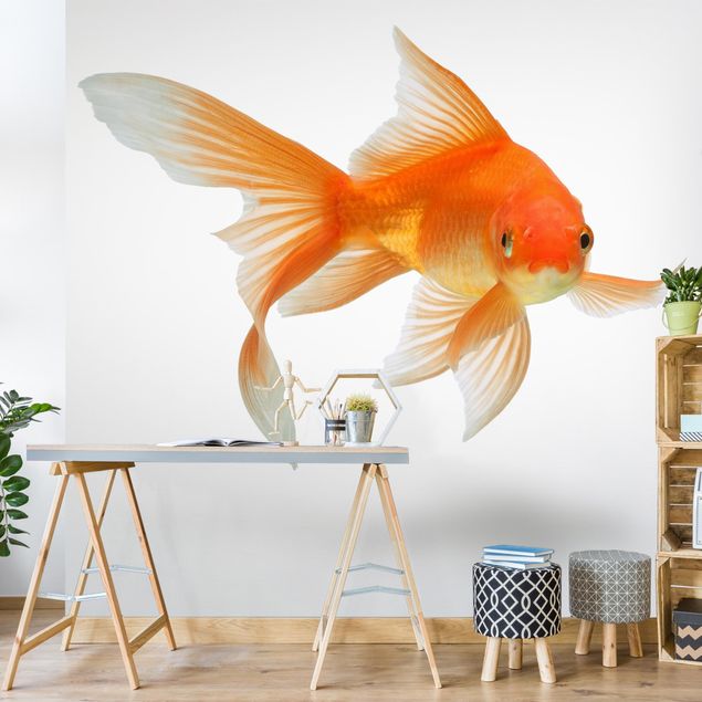 Wallpaper - Goldfish Is Watching You