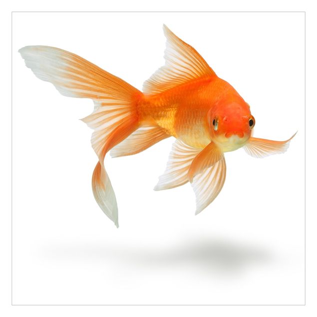 Wallpaper - Goldfish Is Watching You
