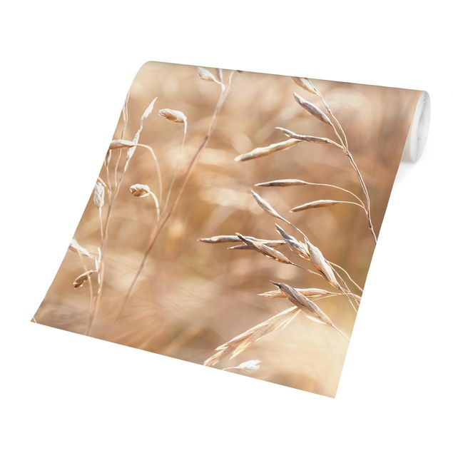 Walpaper - Grasses In The Sun