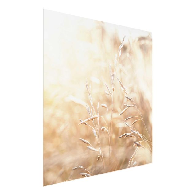 Glass print - Grasses In The Sun