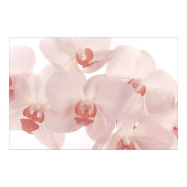 Wallpaper - Bright Orchid Flower Wallpaper - Svelte Orchids
