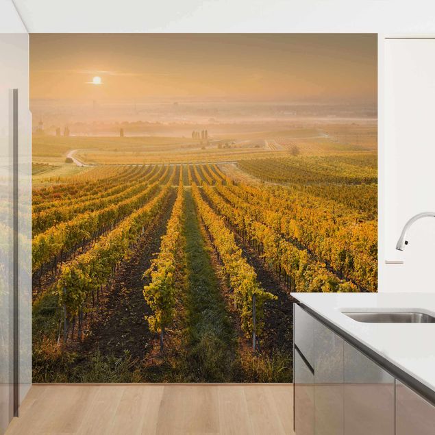Wallpaper - Autumnal Vineyards Near Vienna
