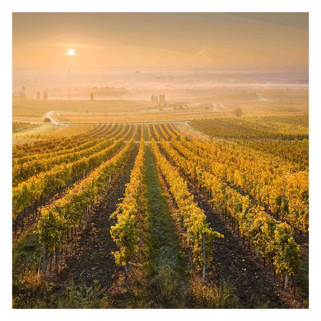 Wallpaper - Autumnal Vineyards Near Vienna