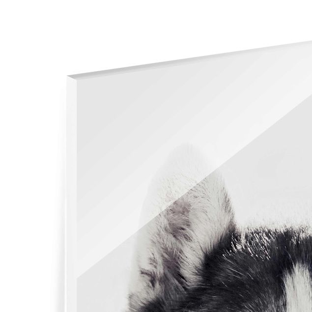 Glass print - Husky Portrait