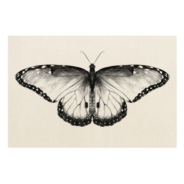 Natural canvas print - Illustration Flying Common Morpho Black  - Landscape format 3:2