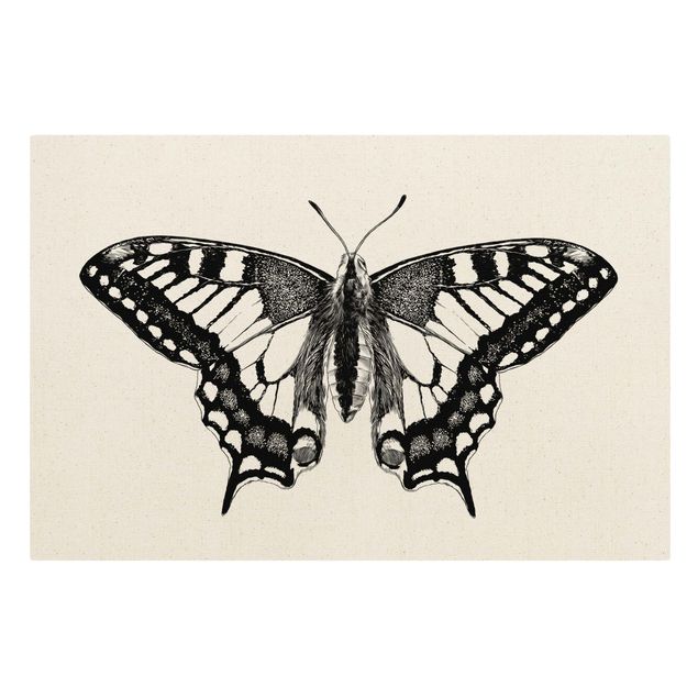 Natural canvas print - Illustration Flying Dovetail Black - Landscape format 3:2