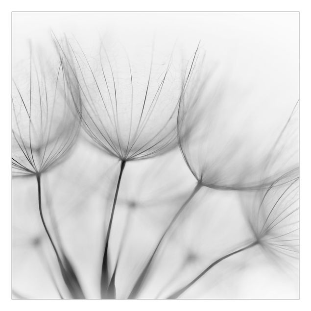 Walpaper - Inside A Dandelion Black And White