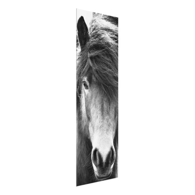Glass print - Icelandic Horse In Black And White