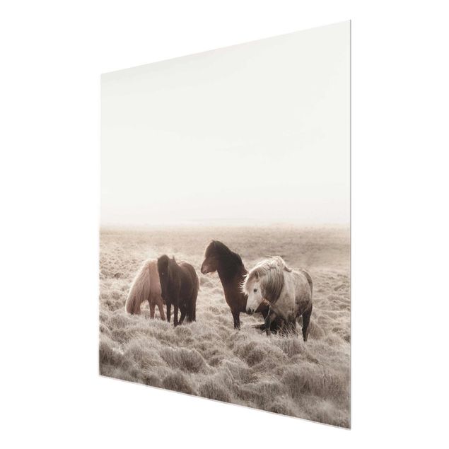 Glass print - Wild Icelandic Horse