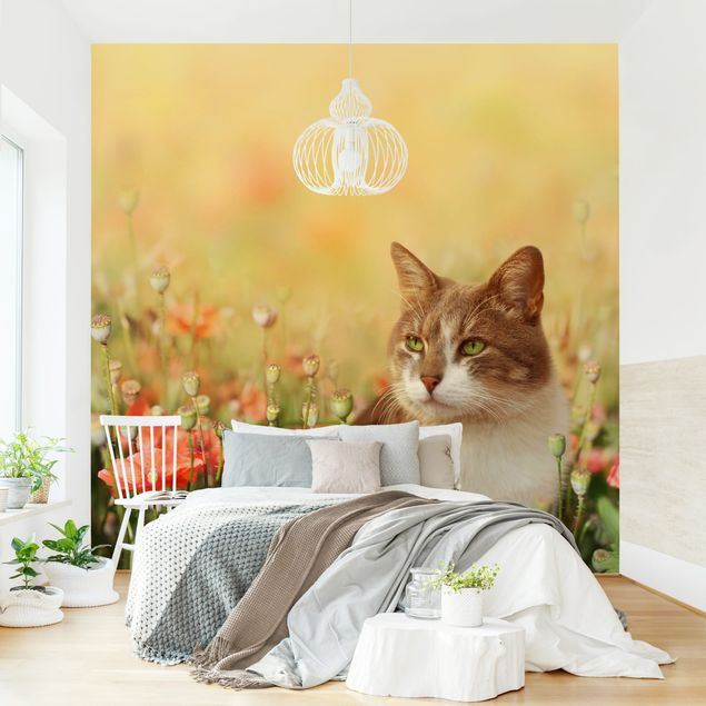 Wallpapers Cat In A Field Of Poppies