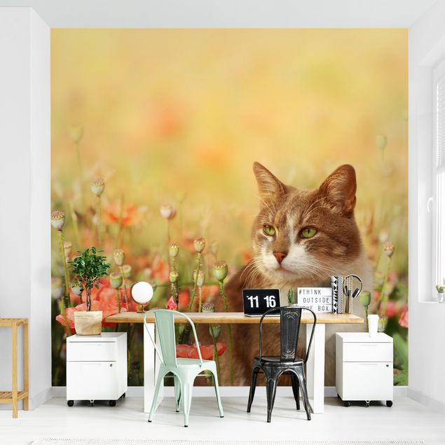 Wallpaper - Cat In A Field Of Poppies