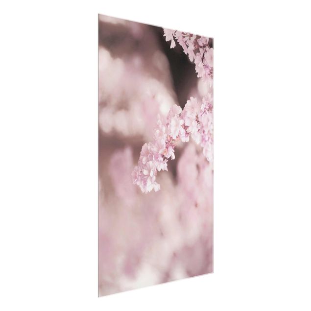 Glass print - Cherry Blossoms In Purple Light