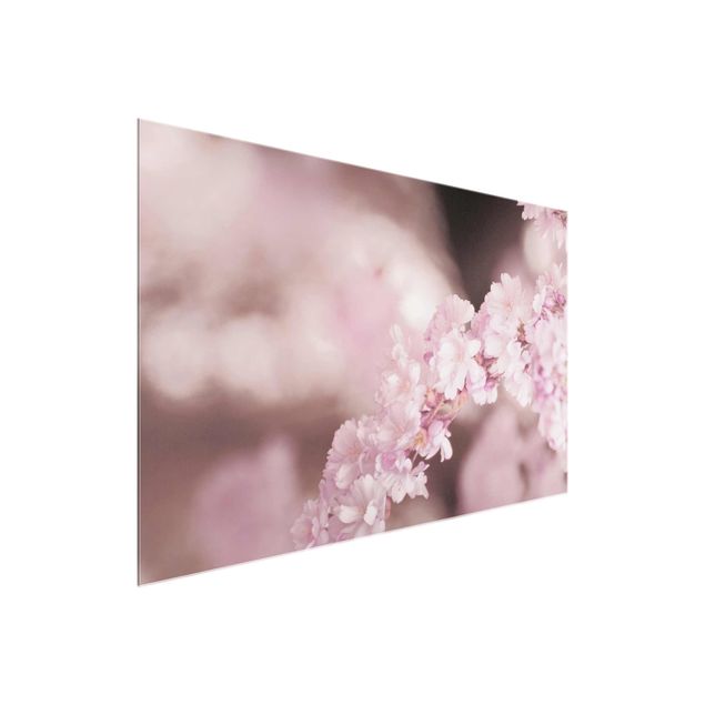 Glass print - Cherry Blossoms In Purple Light