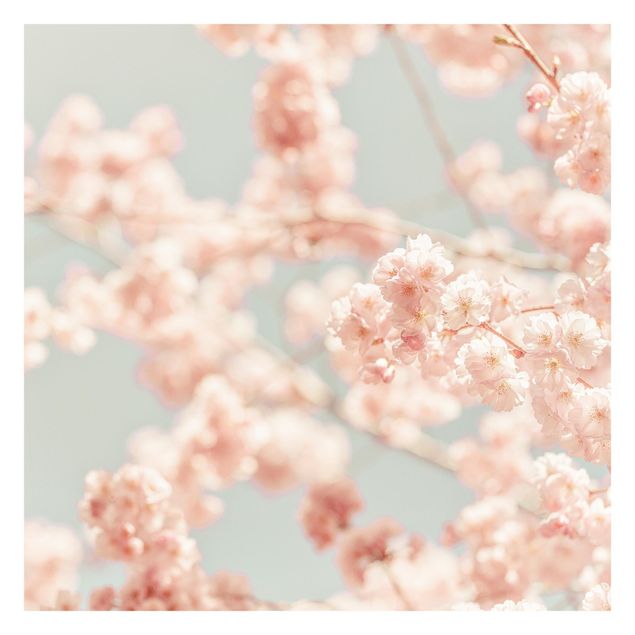 Walpaper - Cherry Blossom Glow