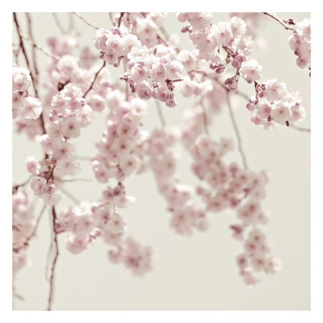 Wallpapers Dancing Cherry Blossoms