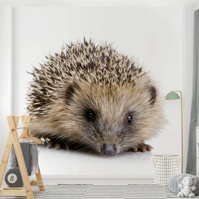 Wallpapers Little Hedgehog