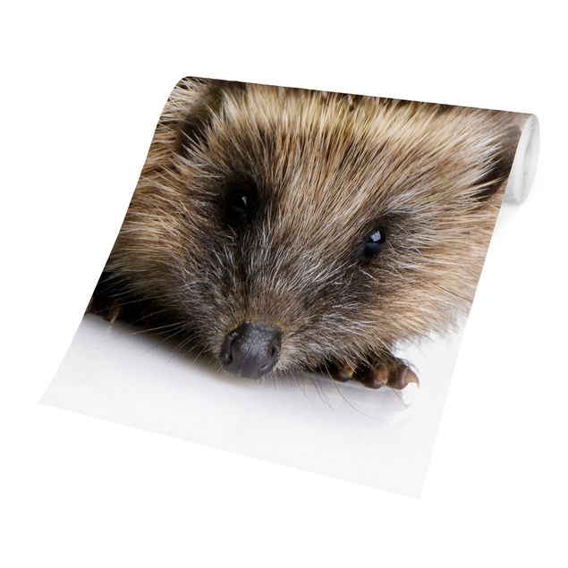 Wallpaper - Little Hedgehog