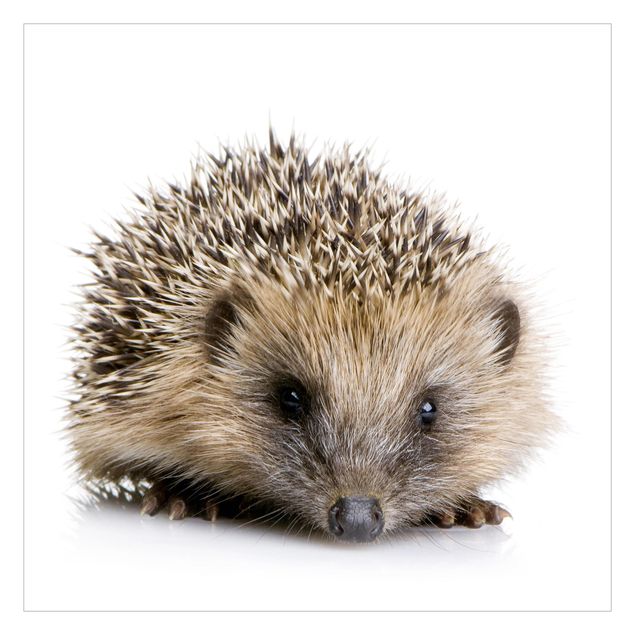 Wallpaper - Little Hedgehog