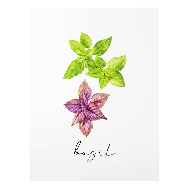 Glass print - Herbs Illustration Basil