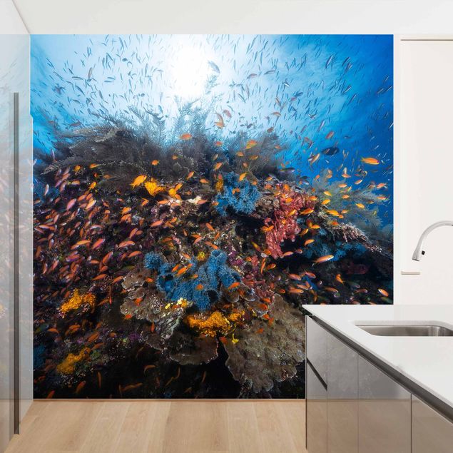 Wallpaper - Lagoon With Fish