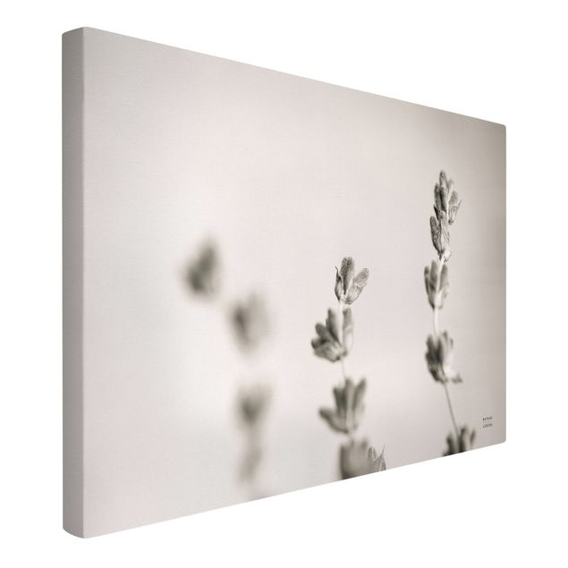 Canvas print - Lavender Study - Landscape format3:2
