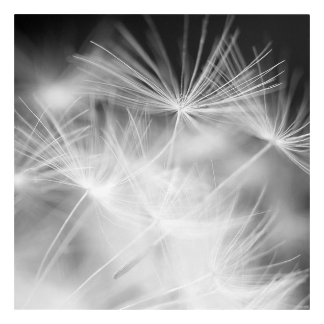 Print on canvas - Moving Dandelions Close Up On Black Background