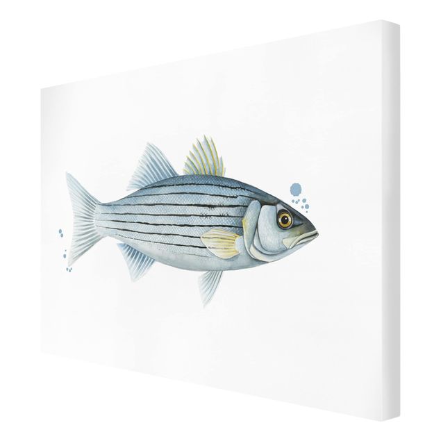 Print on canvas - Color Catch - White Perch