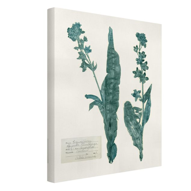 Print on canvas - Pressed Flowers - Hound's Tongue