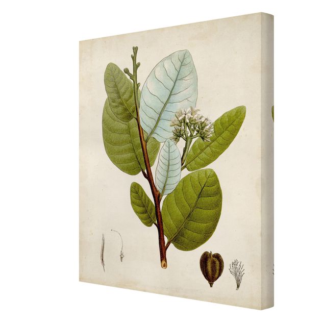 Print on canvas - Deciduous Tree Poster I