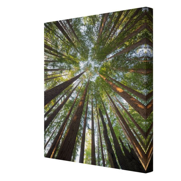 Print on canvas - Sequoia Tree Tops Worm'S-Eye View