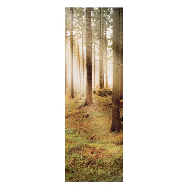 Print on canvas - No.CA48 Morning forest