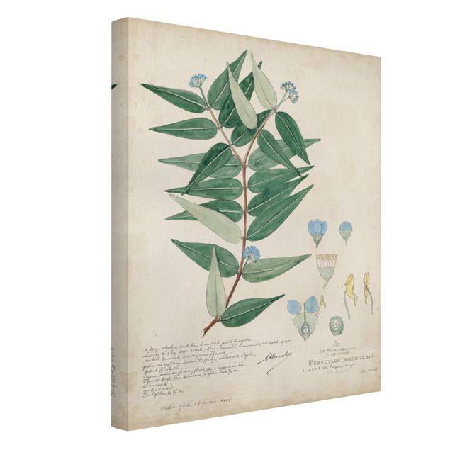 Print on canvas - Melastomataceae - Ambile