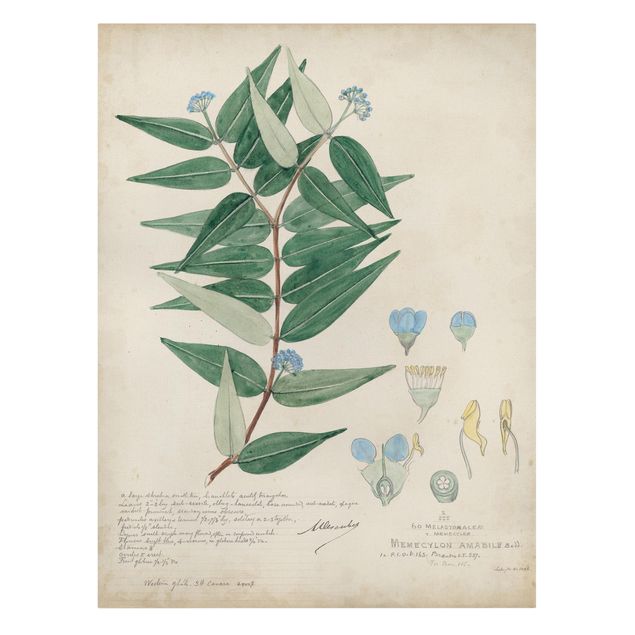 Print on canvas - Melastomataceae - Ambile