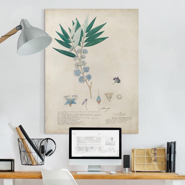 Print on canvas - Melastomataceae - Angustifolium