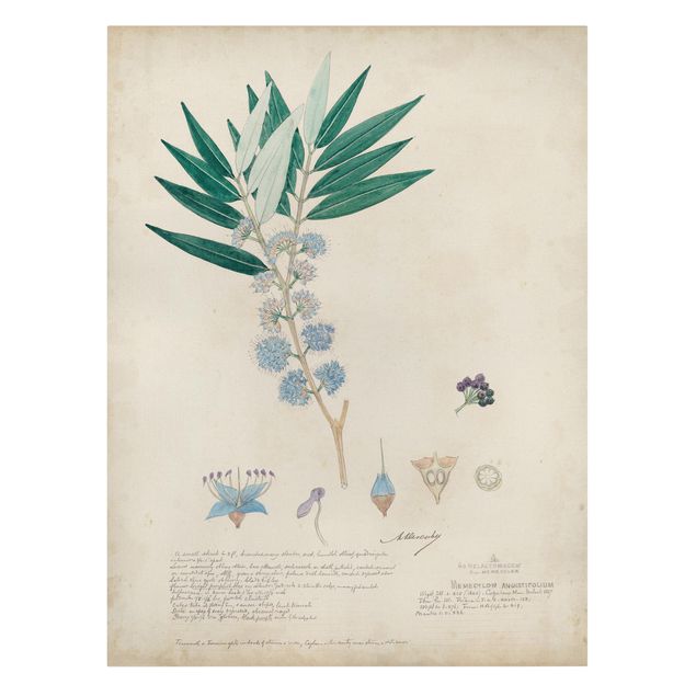 Print on canvas - Melastomataceae - Angustifolium