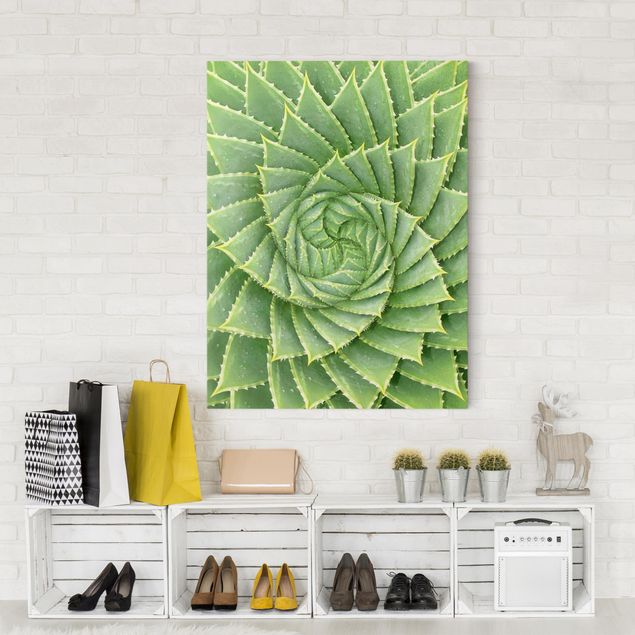 Print on canvas - Spiral Aloe