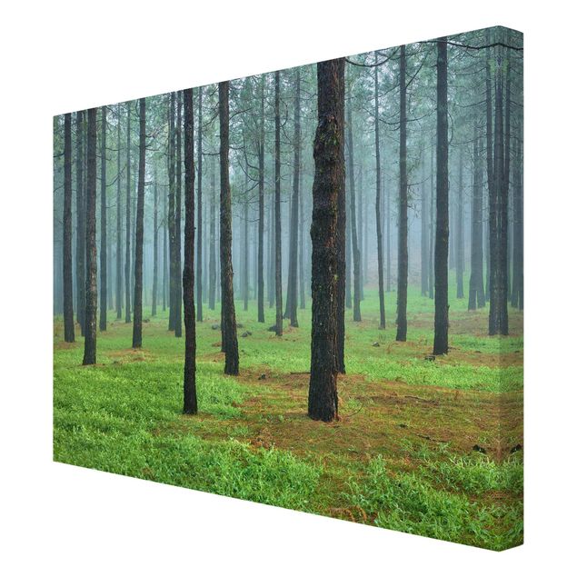Print on canvas - Deep Forest With Pine Trees On La Palma