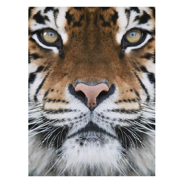 Print on canvas - Tiger Eyes