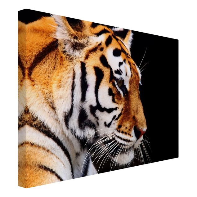 Print on canvas - Tiger Beauty