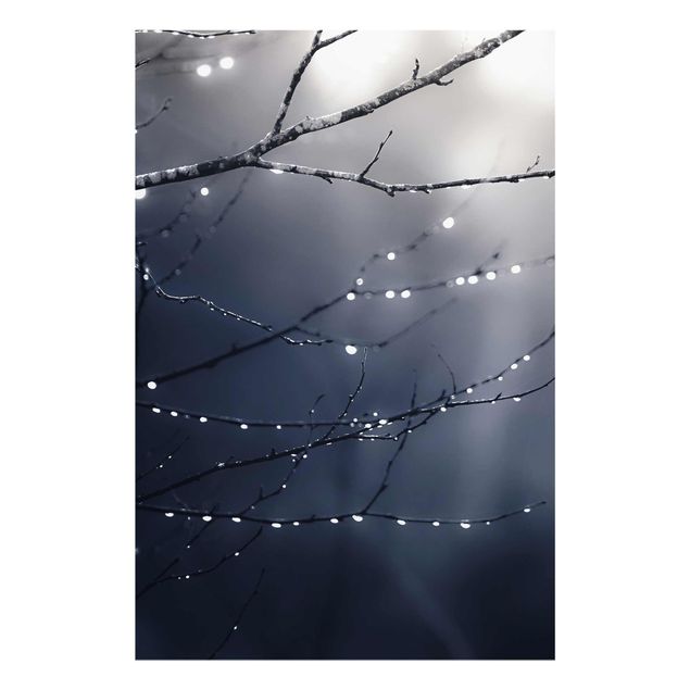 Glass print - Drops Of Light On A Branch Of A Birch Tree
