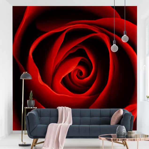 Wallpapers Lovely Rose