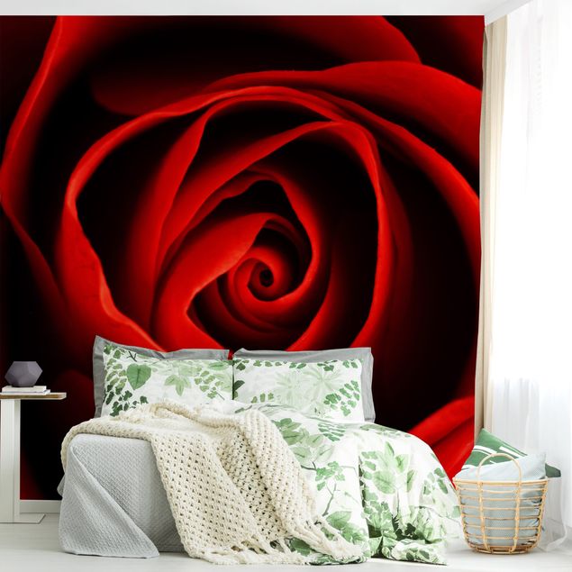 Wallpaper - Lovely Rose