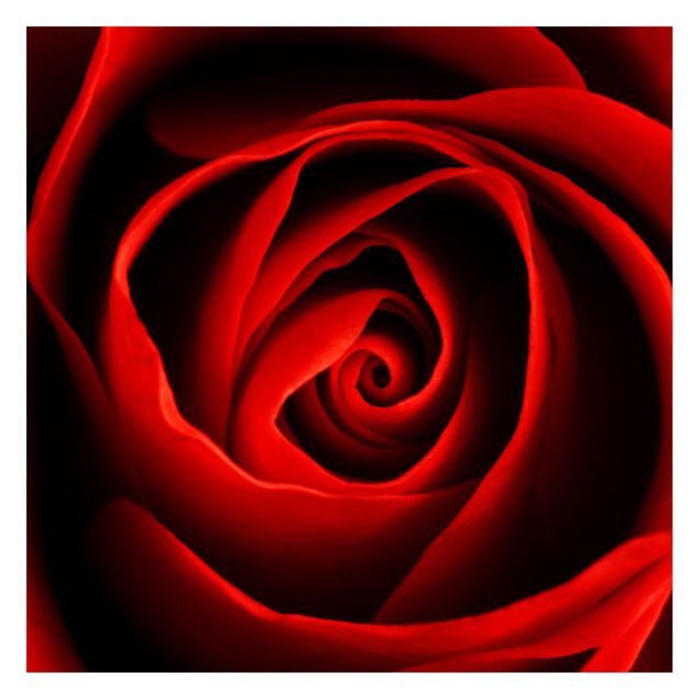 Wallpaper - Lovely Rose