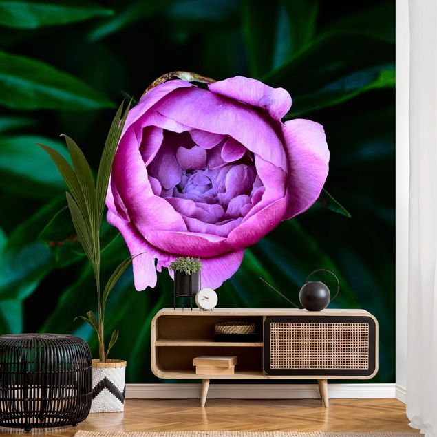 Wallpaper - Purple Peonies Blossoms In Front Of Leaves