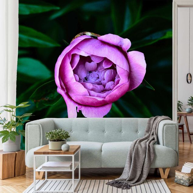 Wallpaper - Purple Peonies Blossoms In Front Of Leaves
