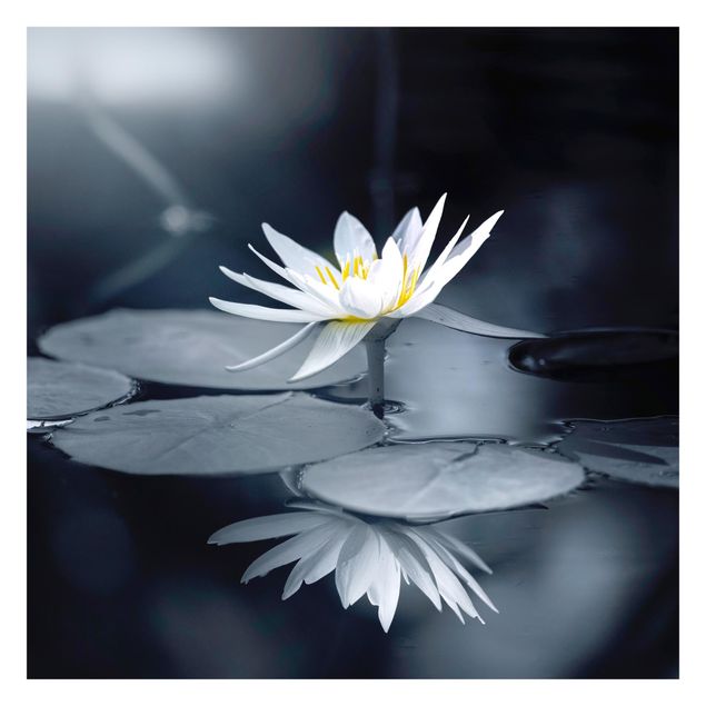 Walpaper - Lotus Reflection In The Water