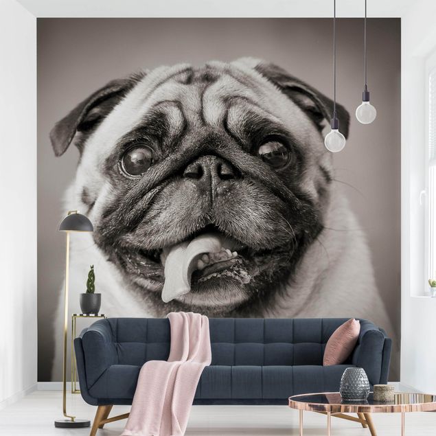 Wallpapers Funny Pug