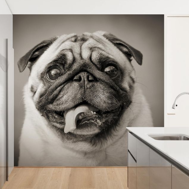Wallpaper - Funny Pug