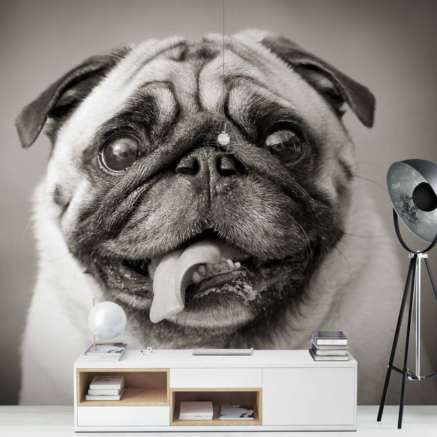 Wallpaper - Funny Pug